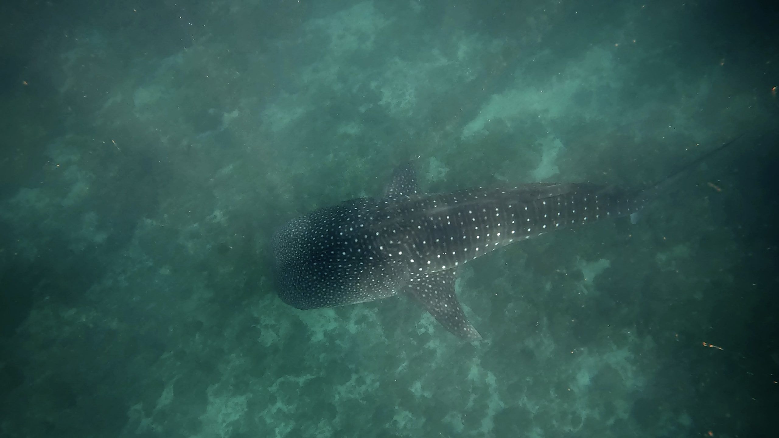 Pintuyan. En busca del tiburón ballena